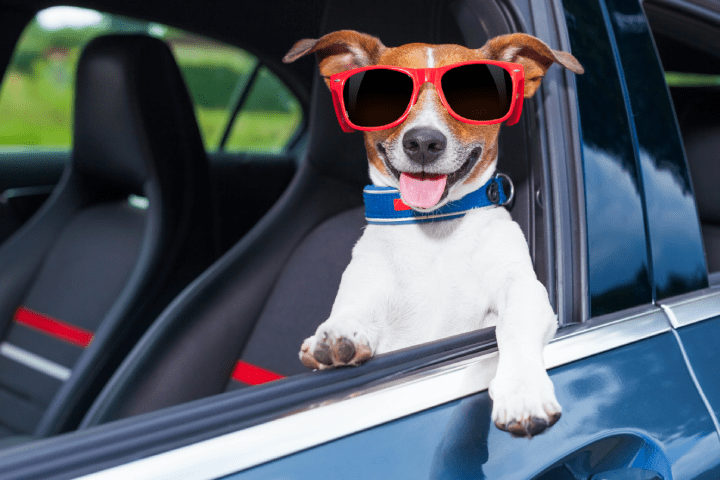 a dog wearing sunglasses in the front seat of a car