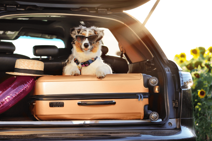 a dog on a car's boot