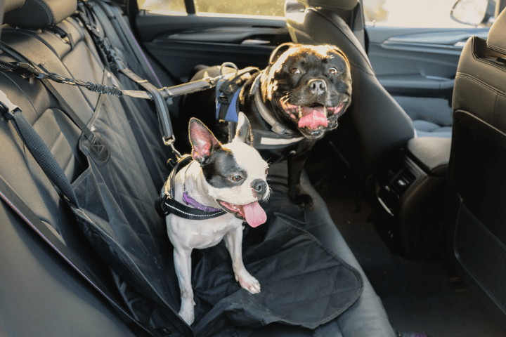 two dogs in the back seat of a car