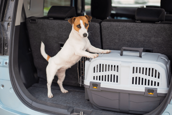 a dog in a car's trunk